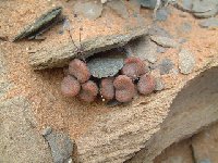 Tylecodon schaeferianus, 5km E. Alexander Bay ©JL Dscf3467c.jpg